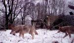 Chó sói đột biến ở Chernobyl có khả năng kháng ung thư