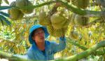 Năm lãi chưa từng có của người trồng sầu riêng, cà phê