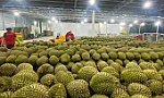 Giá cà phê, gạo, sầu riêng tăng vọt đầu năm