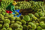 Đầu năm, xuất khẩu hoa quả tiếp tục bứt phá