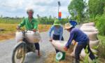 Giá lúa giảm mạnh - Thương lái bỏ cọc, nông dân chạy tìm đầu ra