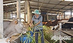 Giá bò liên tục nằm ở mức thấp, người nuôi gặp khó