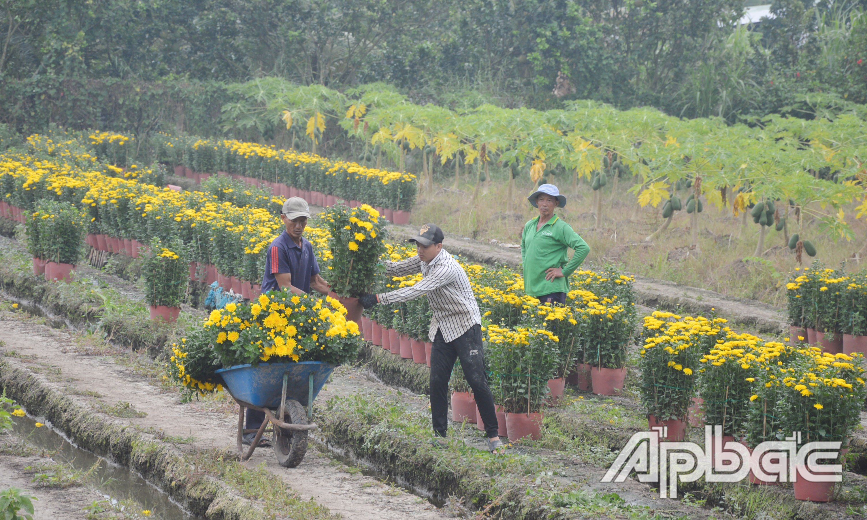 Gia đình ông Năm vận chuyển hoa để đi bán lẻ.