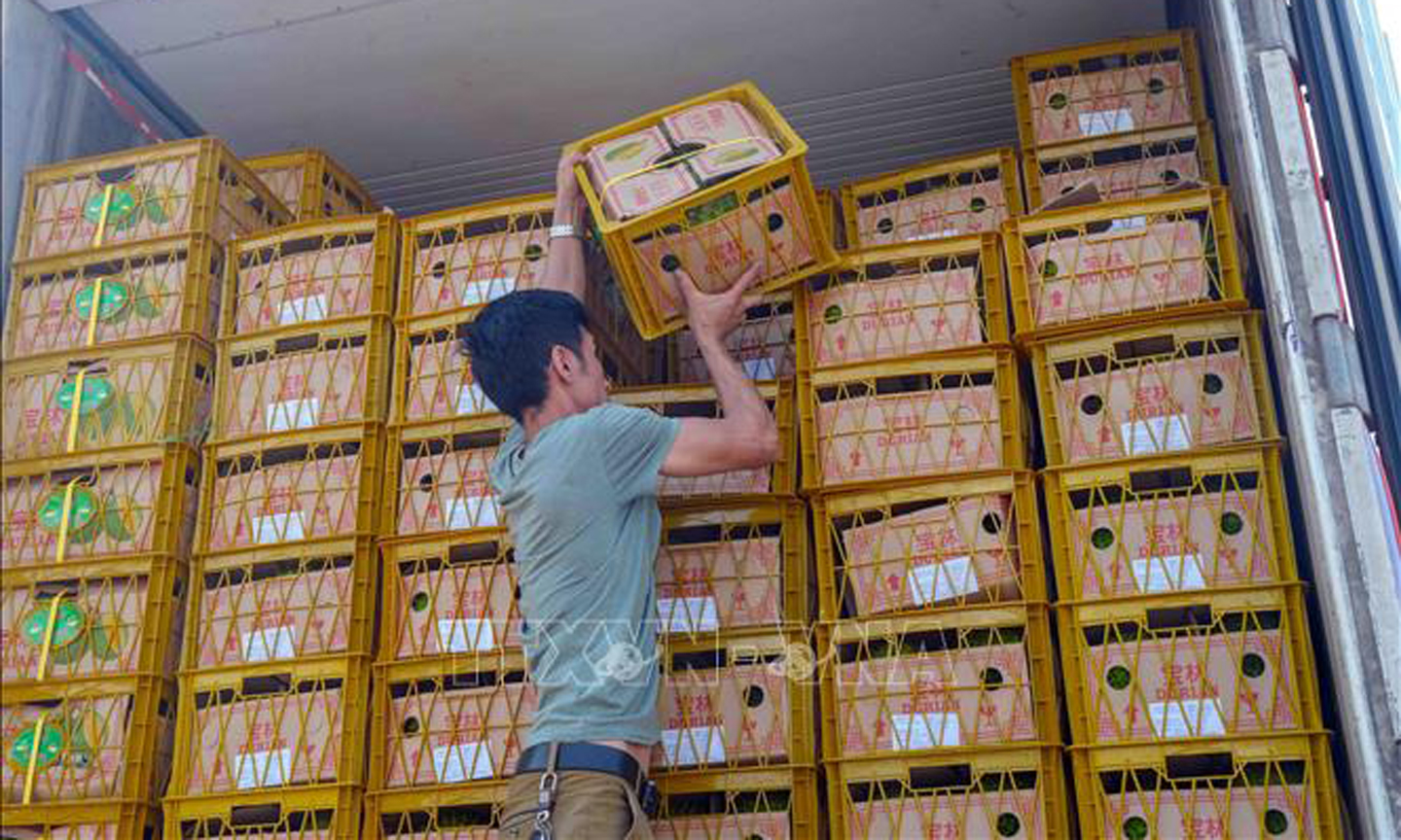 8 tấn sầu riêng Ri 6 trồng tại Cần Thơ được xuất khẩu chính ngạch sang Trung Quốc. Ảnh: Thanh Liêm/TTXVN