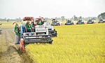 Xuất khẩu gạo năm 2024 có còn 