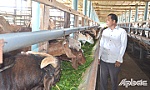 Thành chủ trang trại từ 1 cặp dê giống