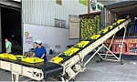 Phản ứng linh hoạt trước biến động thị trường lúa gạo