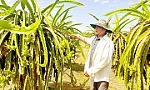 Truy xuất 