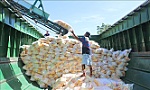 Vì sao giá gạo xuất khẩu liên tục giảm?
