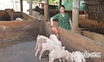 Độ an toàn cao khi tiêm vắc xin dịch tả heo châu Phi