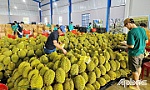Để duy trì tăng trưởng xuất khẩu sầu riêng bền vững