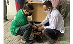 Vì sao bệnh dại đang có xu hướng gia tăng?