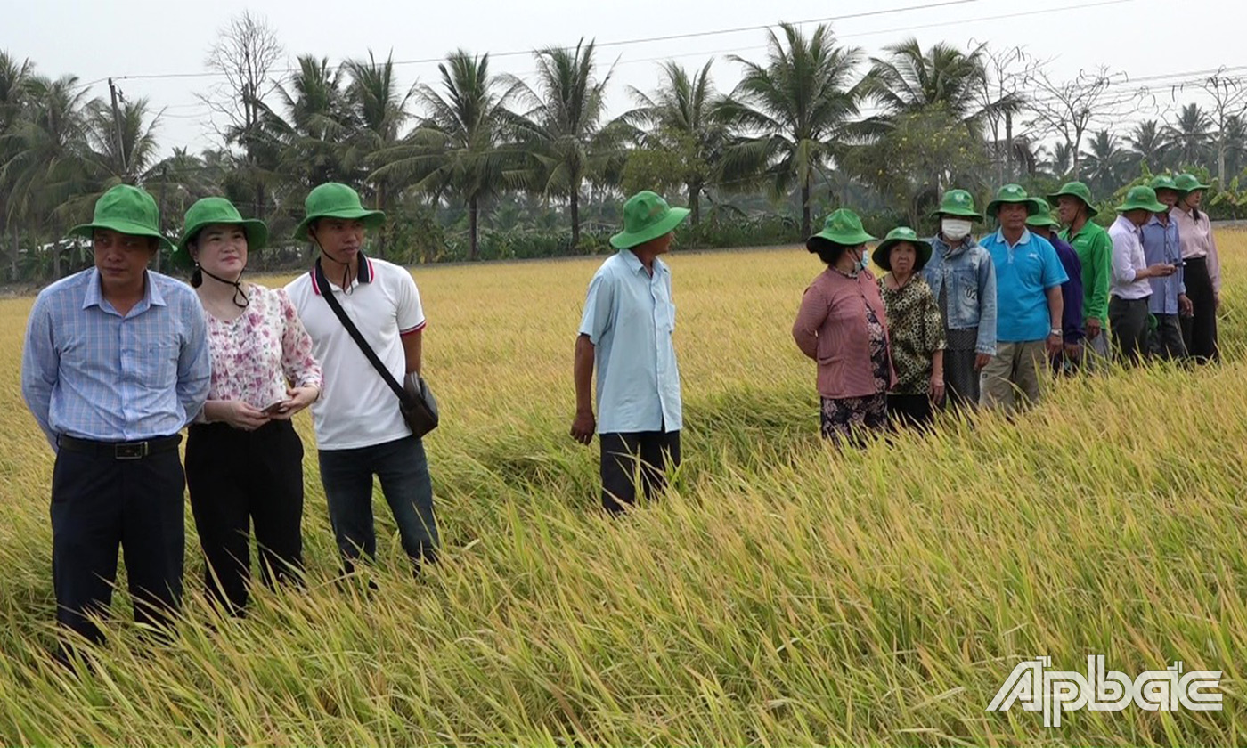 Các đại biểu và các hộ dân trong và ngoài xã tham quan mô hình lúa