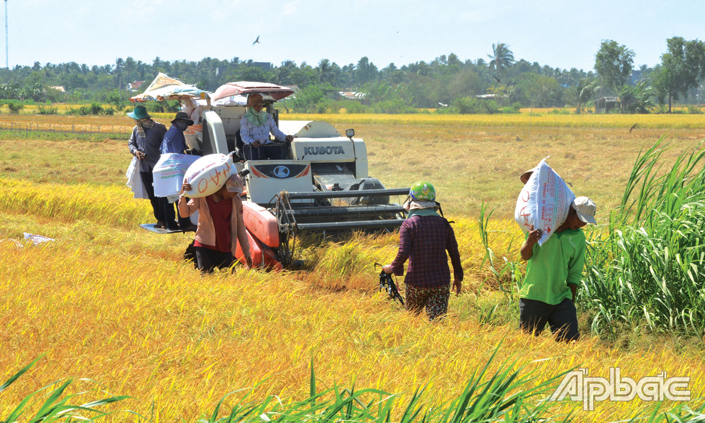 Sau thời gian giảm,  hiện giá lúa  trên địa bàn tỉnh  đã tăng nhẹ.