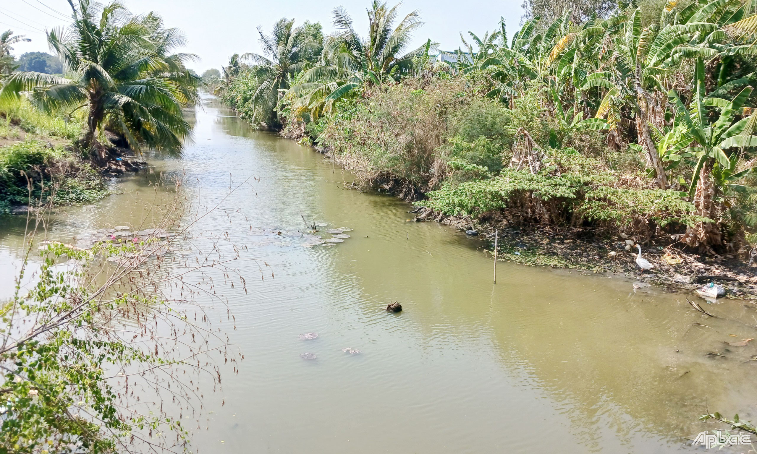 Mực nước ở các kinh rạch, nội đồng vùng Ngọt hóa Gò Công đang cạn kiệt.