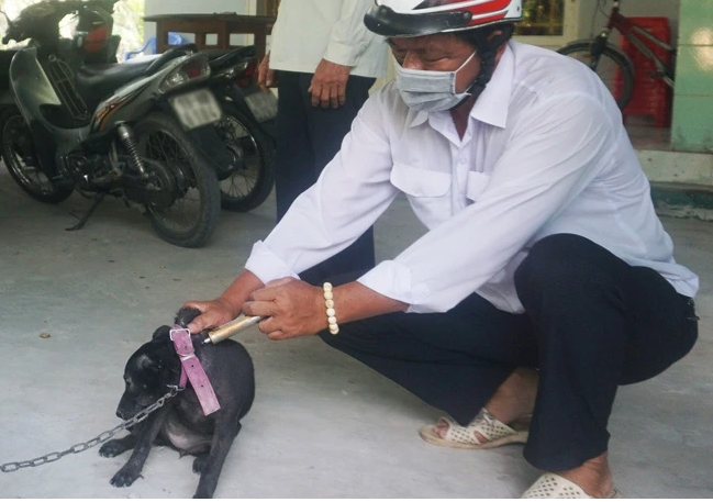 Tiêm phòng bệnh dại trên động vật. Ảnh: T.H