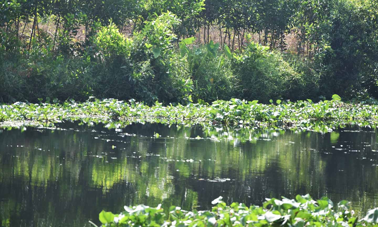 Nước kinh Trương Văn Sanh chuyển màu do ảnh hưởng từ người dân phun thuốc diệt cỏ, lục bình.