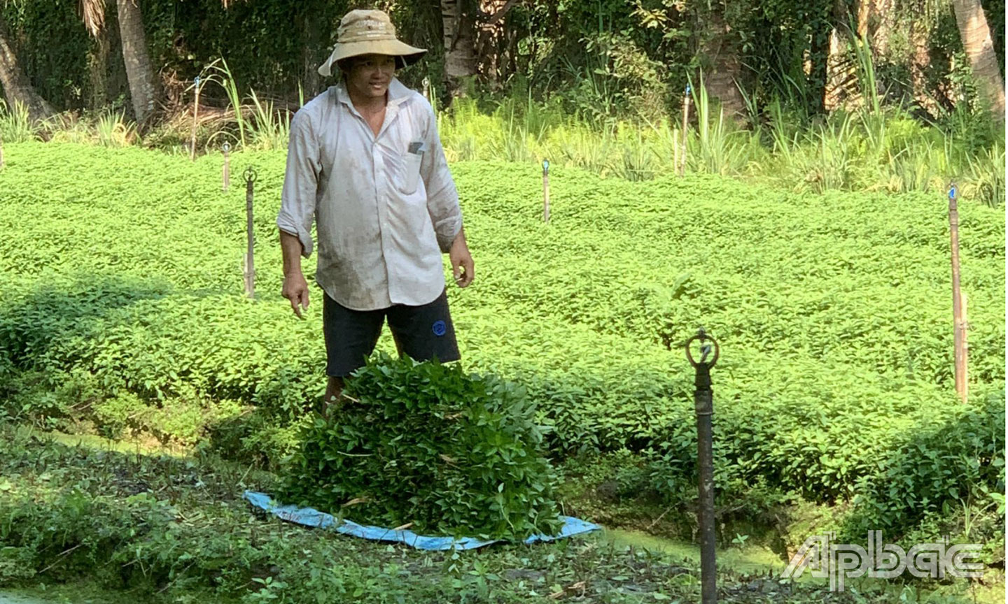 CCB Nguyễn Thanh Hùng (ấp Cây Xanh, xã Thạnh Phú) đang thu hoạch rau.