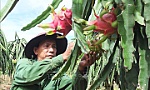 Giá thanh long duy trì ở mức cao trong mùa hạn mặn