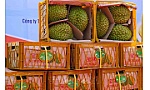Sầu riêng Việt Nam chiếm gần 32% thị phần tại Trung Quốc