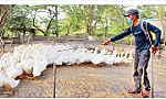 Ngăn chặn bệnh cúm gia cầm lây nhiễm sang người