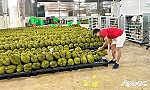 Giá sầu riêng bất ngờ giảm mạnh