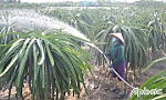 Chắt chiu nước ngọt tưới cây trồng
