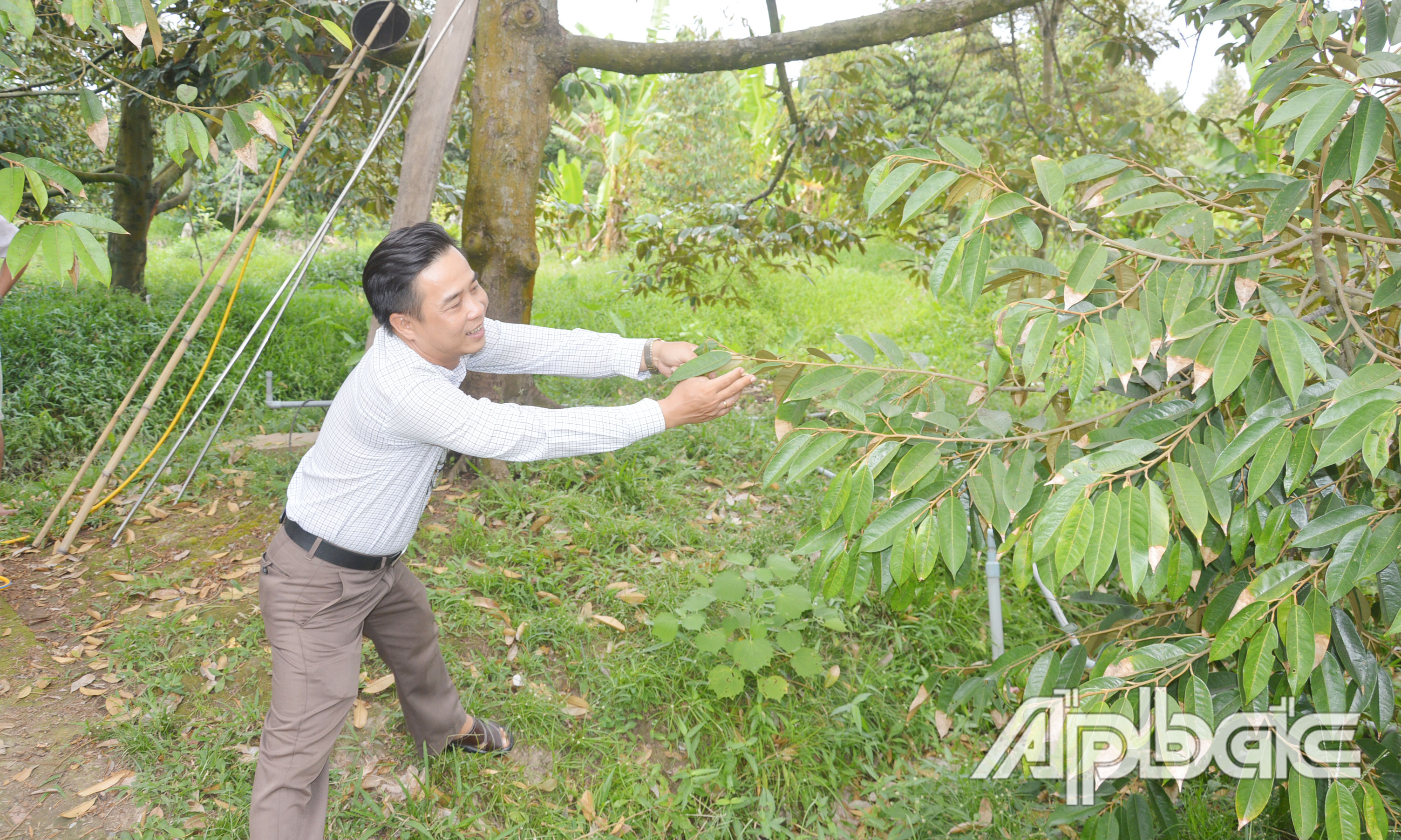 Hiện tượng cháy lá trên cây sầu riêng cơ bản được kiểm soát.