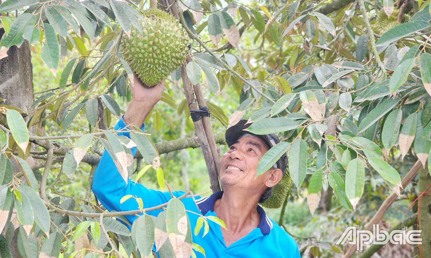 Ông Tro đang đợi giá cao hơn để bán sầu riêng.