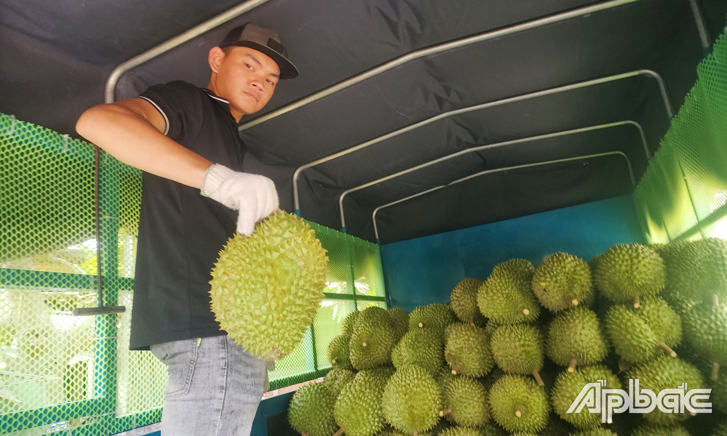 Hiện giá sầu riêng đang giảm mạnh.