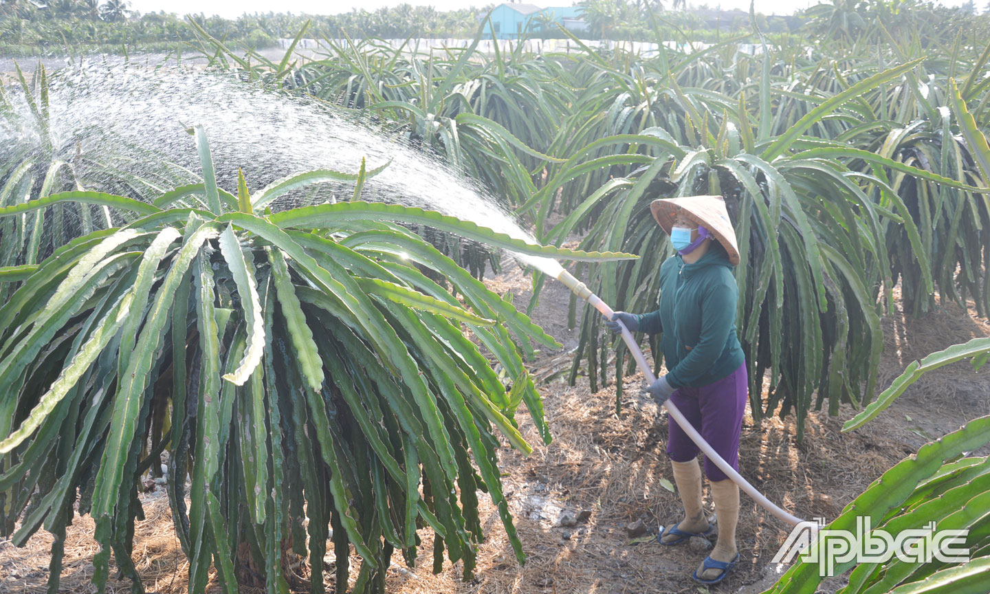 Chị Thêm mua nước giếng khoan để tưới cho thanh long.