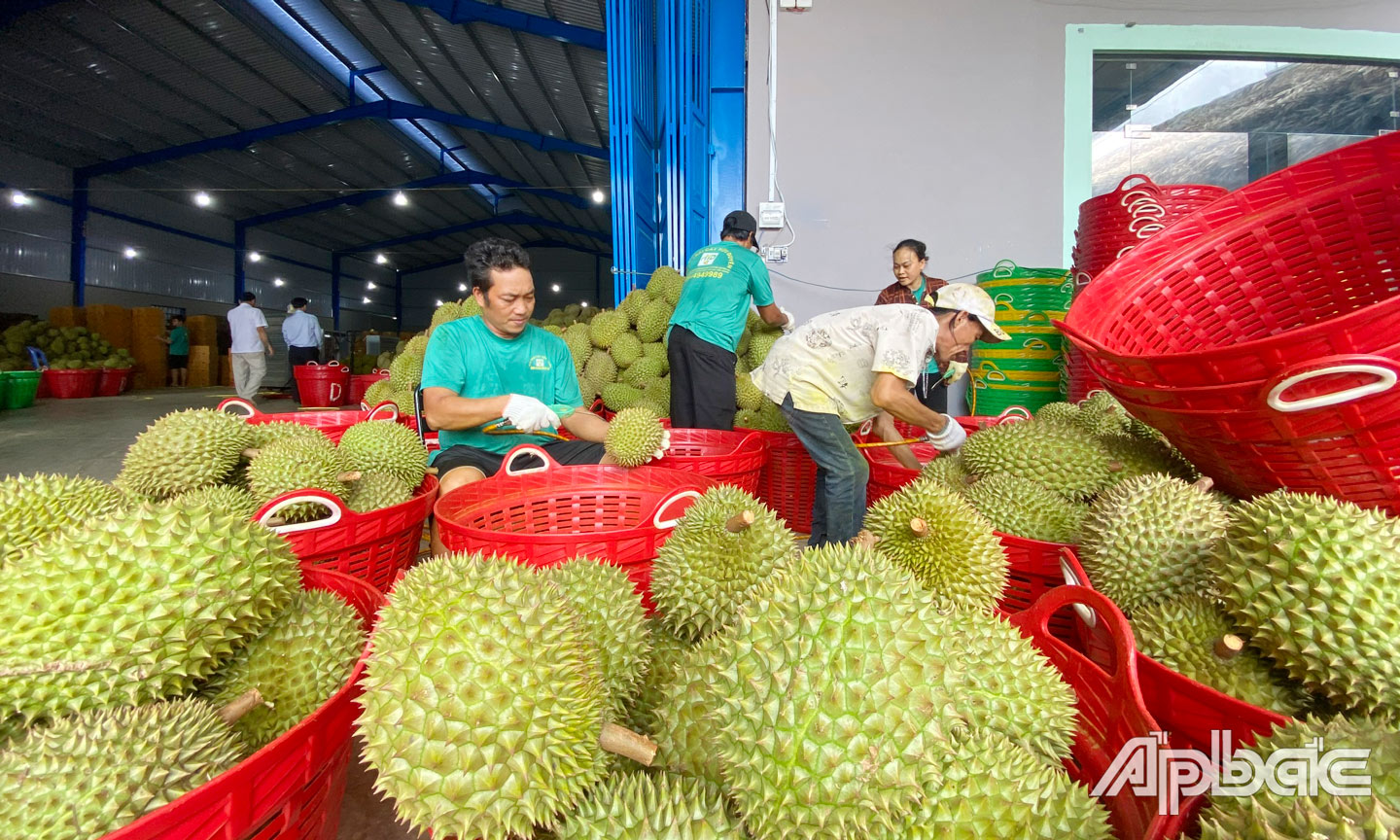 Cây sầu riêng góp phần thúc đẩy phát triển kinh tế - xã hội huyện Cai Lậy nói riêng và tỉnh Tiền Giang nói chung.