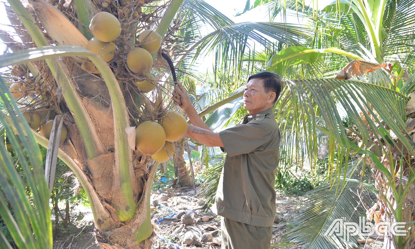 Ông Ngô Văn Sáu chăm sóc vườn dừa của gia đình.