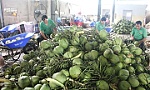 Giá dừa tươi biến động như 