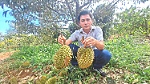 Phát triển sầu riêng bền vững: Tuân thủ quy trình sản xuất, thu hoạch