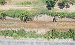 Từ ngày 1-6 sẽ kết thúc mùa xâm nhập mặn 2024