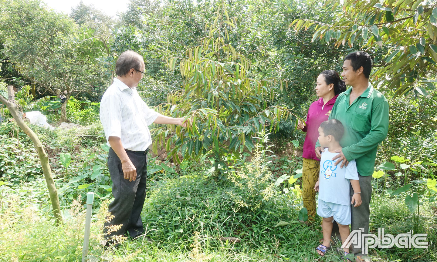Năm 2023, gia đình anh Thích (ở ấp Tân Thái, xã Tân Phong) được hỗ trợ vốn cải tạo vườn từ Dự án 