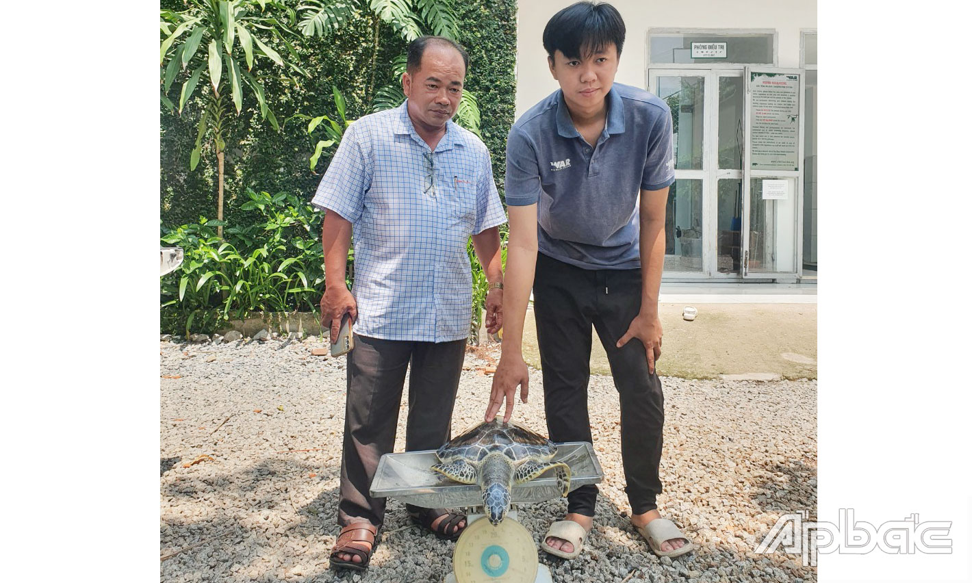 Chi cục Thủy sản tỉnh Tiền Giang đã mang cá thể rùa biển đến bàn giao cho Trạm Bảo tồn động vật hoang dã Dầu Tiếng để chăm sóc, nuôi dưỡng và sẽ thả về biển.