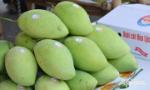 Xoài cát Hòa Lộc - vị ngọt đặc sản Tiền Giang