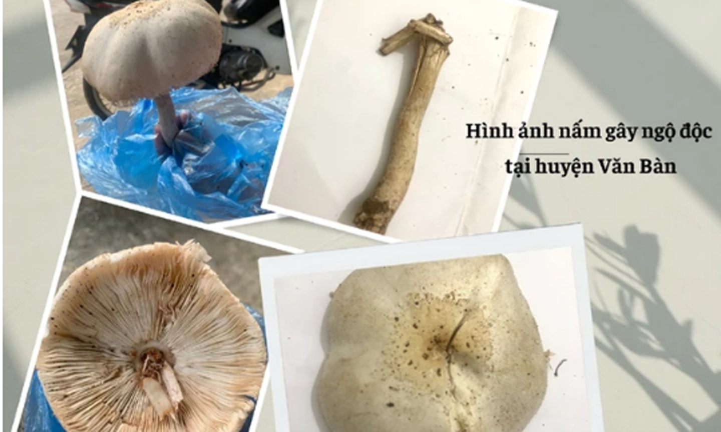 Mẫu nấm có chất Psilocin gây ngộ độc ở huyện Văn Bàn, Lào Cai.