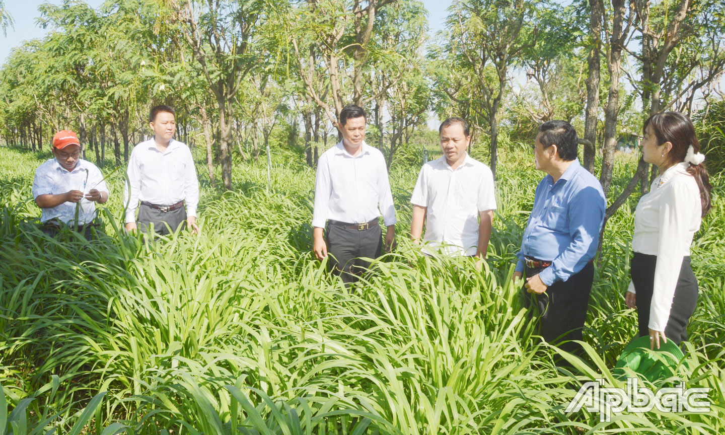 Anh Đoàn Văn Hồng trồng thử nghiệm giống cỏ Hamil với diện tích 1,5 ha, cho hiệu quả cao.