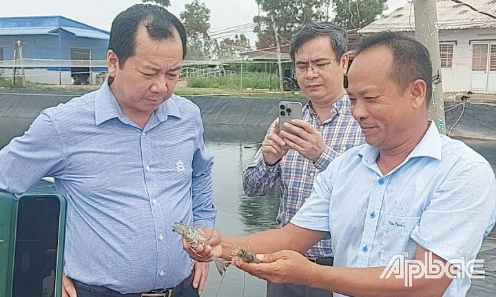Đồng chí Trần Đình Luân khảo sát trang trại nuôi tôm CNC của Công ty TNHH Nuôi trồng thủy sản Tuấn Hiền.