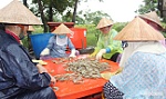 Giá tôm nguyên liệu ở mức thấp, người nuôi gặp khó