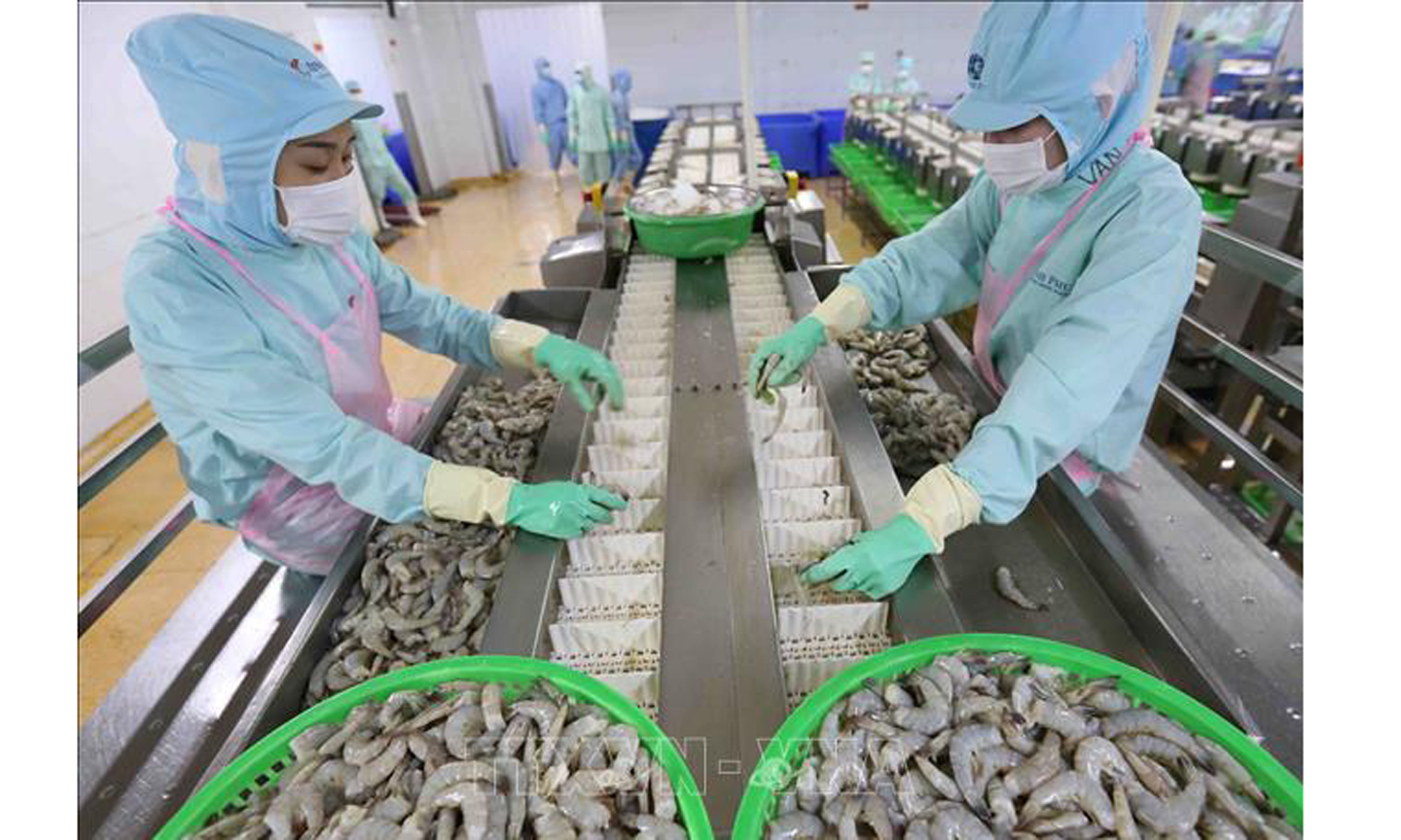 Dây chuyền chế biến sản phẩm tôm xuất khẩu tại nhà máy của Tập đoàn Thủy sản Minh Phú tỉnh Cà Mau. Ảnh: Vũ Sinh/TTXVN