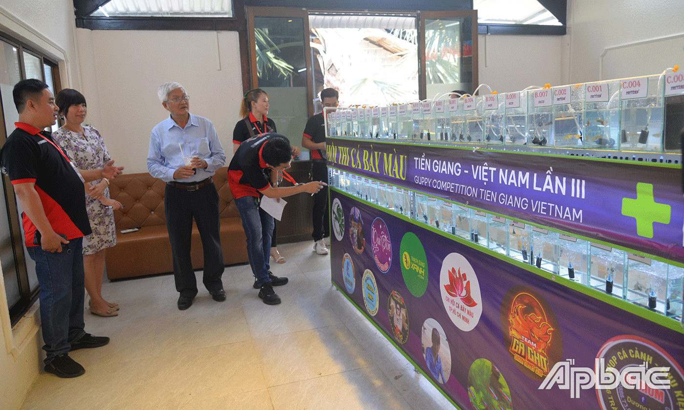 CLB Cá cảnh Tiền Giang nơii hội tụ những người đam mê trao đổi, chia sẻ kinh nghiệm nuôi cá.