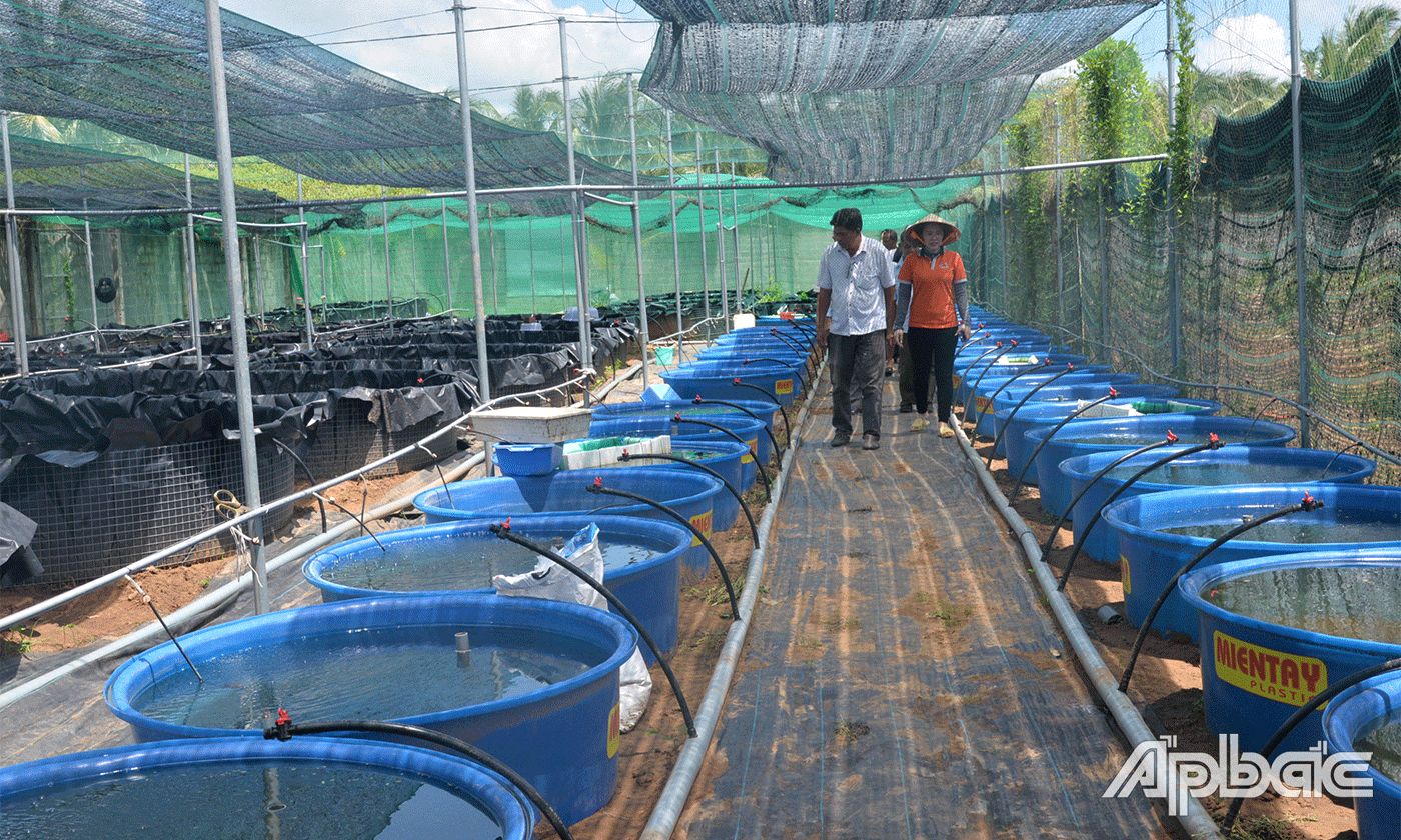 Trại nuôi cá cảnh của chị Hồng Nhung.