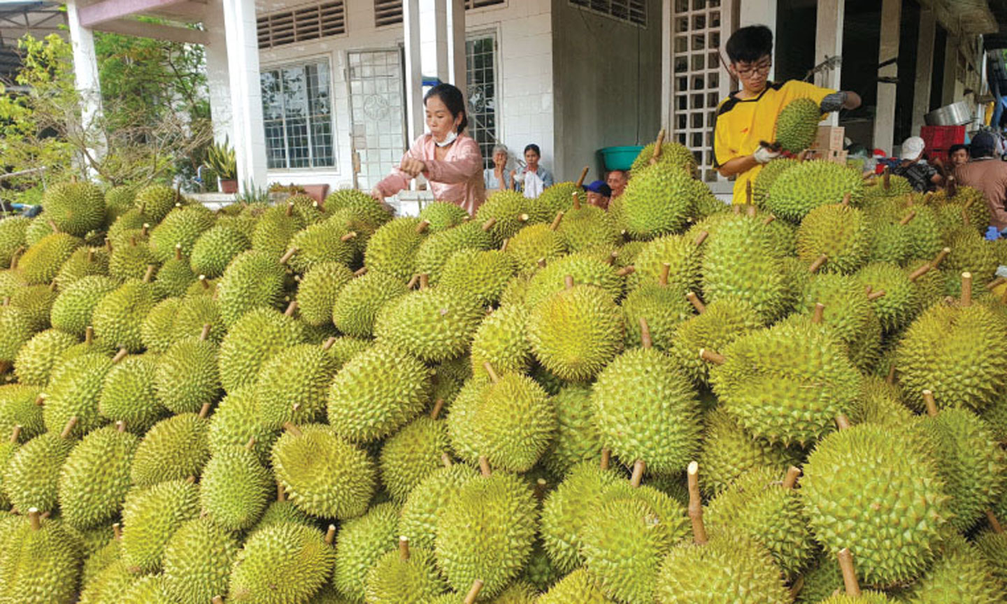 Việc ký kết Nghị định thư về kiểm tra, kiểm định thực vật và an toàn thực phẩm đối với sầu riêng đông lạnh đã mở đường cho việc xuất khẩu chính ngạch sầu riêng đông lạnh sang Trung Quốc, nối dài danh sách những mặt hàng nông sản đã và đang vào thị trường tỉ dân này bằng con đường chính ngạch. Ảnh: TRUNG CHÁNH