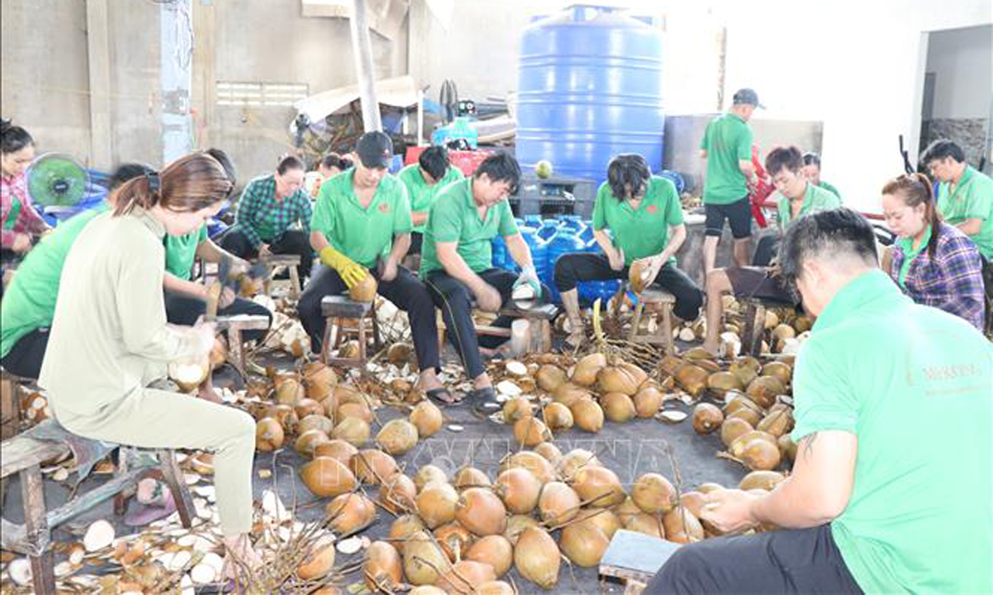 Sơ chế dừa tươi xuất khẩu ở Công ty TNHH Trái cây Mekong, xã Hữu Định, huyện Châu Thành, tỉnh Bến Tre. Ảnh: Công Trí/TTXVN