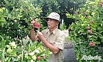 Cây siro mang lại hiệu quả kinh tế cao