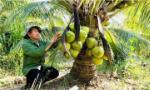 Phát triển vùng nguyên liệu dừa phục vụ chế biến, xuất khẩu